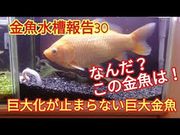 金魚水槽報告30 巨大化が止まらない巨大金魚 こっちゃんの生き物係 youtube 生き物 水槽 金魚