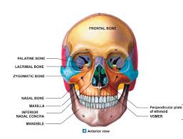 How many bones can you find in the human body? Facial Skeleton Superficial Facial Bones Facial Bones Human Anatomy And Physiology Human Anatomy