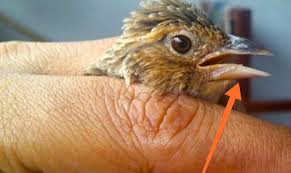 Informasi terkait harga burung rengganis (cucak wilis). Tips Cara Membedakan Branjangan Jantan Dan Betina Mudah Akurat