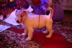 After the death of the reverend, the jack russell breed was perfected in australia. 90 Female Jack Russell Terrier Dog Names The Paws