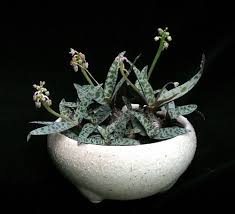 Image result for Ledebouria luteola