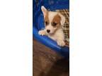 Never from a puppy mill. Pembroke Welsh Corgi Puppies For Sale In Florida Usa Page 1 10 Per Page Puppyfinder Com