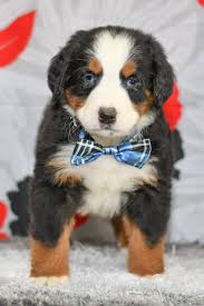 They have lived in a kennel so they will need some extra socializing and some help. Bernese Mountain Dog Luther All Star Puppies All Star Puppies
