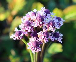 Image result for Oxyanthus biflorus