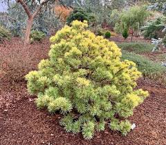 A medium or moderate growth rate is between 1 and 2 feet per year. 10 Types Of Pine Trees Everyone Should Know American Conifer Society