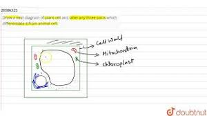 Cheek cell drawing (any power but preferably high) Draw A Neat Diagram Of Plant Cell And Label Any Three Parts Which Differentiate It From Animal Cell Youtube