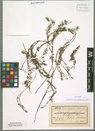 Groenlandia densa (sq) specie di pianta della famiglia potamogetonaceae (it). Groenlandia Densa L Fourr Europeana