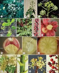 Image result for Apiaceae