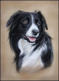 Repin If You Think It Is Cute Lovely Dog Paintings Border Collie Art Dog Drawing
