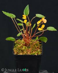 Image result for Begonia vankerckhovenii