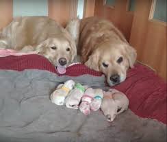 If you're thinking about getting a golden retriever puppy we recommend picking up a copy of puppies for dummies. Golden Retriever Parents Just Had Puppies Proudly Watch Over Them In Sweetest Video 11m Views