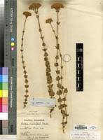 Image result for Sebaea sedoides