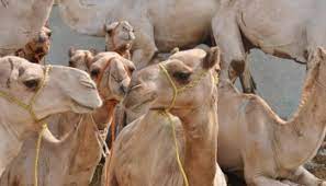 To make (a person or group) responsible for something. Islamic Teachings On Animal Welfare Ecomena