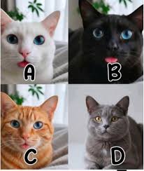 Adopted a depressed cat Today my husband and I adopted this sweet older  kitty (8 yo). We saw the shelter's post about her