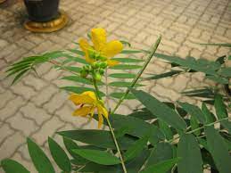 El café de brusca (cassia occidentalis) es una planta cultivada en los trópicos de américa, áfrica y asia. Senna Occidentalis Wikipedia La Enciclopedia Libre