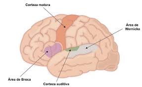 83 724 просмотра 83 тыс. El Area De Broca Localizacion Y Funcion