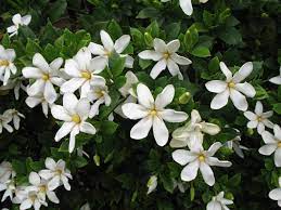 Gardenia Augusta Shooting Star Gardenia Augusta Shooting Star Onlineplantguide Com 3603 Gardenia Plant Gardenia Plants Uk
