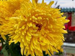 Shaggy Yellow Chrysanthemum Chrysanthemum Yellow Chrysanthemum Tropical Flowers