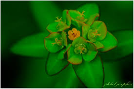 Image result for Euphorbia crebrifolia