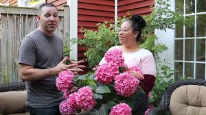 30 seconds with let's dance® rave™ reblooming hydrangea. Proven Winners Let S Dance Rave Hydrangea Facebook