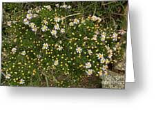 Image result for Felicia filifolia