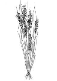 Image result for Leptochloa obtusiflora