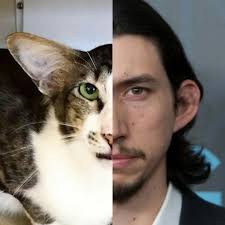 Celebrity faces who are virtually identical 🤯 📸 Ron Perlman & This Cat