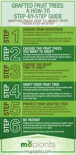 Adding grafted fruit trees to your property won't have an immediate impact but can improve wildlife feeding options for many years to come. Grafted Fruit Trees A How To Step By Step Guide Mo Plants