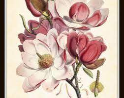 Poisonous Plants Botanical Art Prints Google Search Flower Art Botanical Flowers Botanical Art