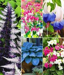 Winterharte Fuchsien Online Kaufen Bestellen Bei Baldur Garten