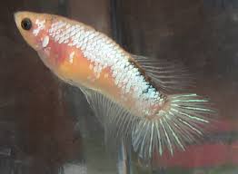 Red dragon haftmoon betta 3. Spawn 3 Black Dragon Marble Female X Green Halfmoon Male Beautiful Bettas