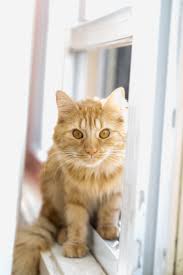 Cranberry Is Adopted In Montreal 3 Her Foster Mom Writes Cranberry Is A Ginger Color Female Cat That Was Rescue From The Mcgill Ghetto She Love Seating On