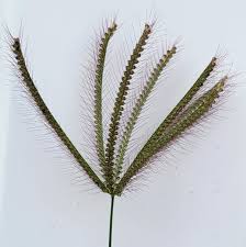 Image result for Chloris