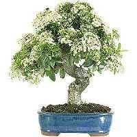 Chinese elm bonsai tree #12706. Bonsai Tree Species Bonsaischule Wenddorf