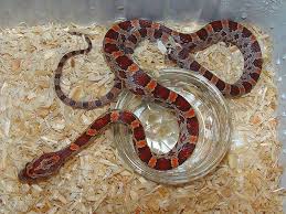 Black And White Corn Snake Morph Baby Corn Snakes Various Morphs Corn Snake Snake Reptile Snakes