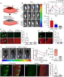 This was published as methods in cell science, which was incorporated into cytotechnology. Synthetic Matrix Enhances Transplanted Satellite Cell Engraftment In Dystrophic And Aged Skeletal Muscle With Comorbid Trauma Science Advances