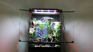 Youtube Crested Gecko Zoo Med Gecko