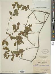 Image result for Dyschoriste multicaulis