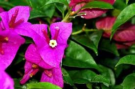 Bougainvillea Is Popular In The Southern United States Where This Flowering Evergreen Vine Can Grow Up To 12 Fee Bougainvillea Container Flowers Annual Plants