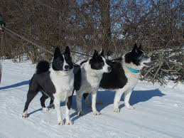 Image result for karelský medvědí pes