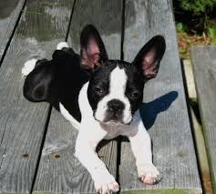 Our standard coat colors for french bulldog are brindle, cream, blue fawn french bulldog puppies for sale. Quincy As A Pup Boston Terrier Boston Terrier Puppy Boston Terrier Dog