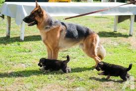 German shepherd dog owners say that their pets are gentle and affectionate at home. At What Age Do German Shepherds Baby Teeth Fall Out