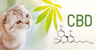 For our king kanine cbd oil. The Complete Guide To Using Cbd Oil For Cats Cannabis Wiki