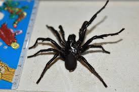 Formidabilis are large brown bulky spiders that are much feared in southern and eastern australia because of their venomous bites. Massive Funnel Web S Spider Venom To Be Milked In Australia Bbc News