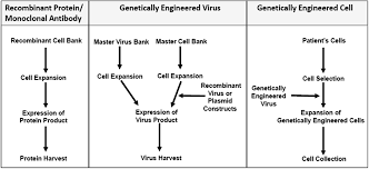 Culture of animal cells is widely used for production of viral vaccines, monoclonal antibodies and various therapeutic proteins. Manufacturing Of Biopharmaceutical Apis Springerlink