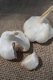 Kalau kita selalu minum air bawang putih. Tanam Bawang Putih Pilih Jenis Softneck Letak Menegak Sebelum Kambus Mingguan Wanita