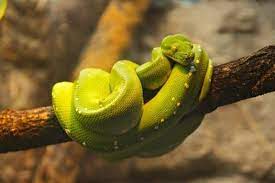 Green Tree Python Morphs Colors Green Trees Beautiful Snakes Python