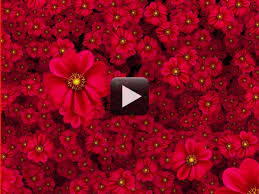 1080p hd flower is part of the flowers wallpapers collection. Cool Flowers Moving Video Background Hd 1080p All Design Creative