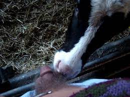 Cow Sucking Dick Porn | Sex Pictures Pass