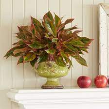 Don't over water the plants and don't let the soil dry for more than a couple of days. Colorful Aglaonema Costa Farms